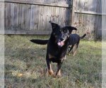 Small #2 Mutt
