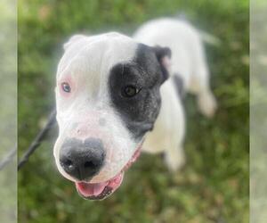 Mutt Dogs for adoption in Woodland, CA, USA