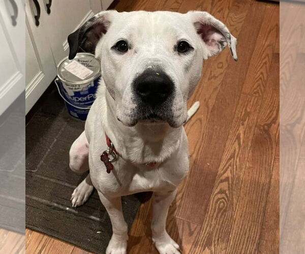 Medium Photo #3 Mutt Puppy For Sale in Canton, CT, USA