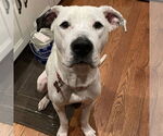 Small #2 Mutt