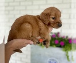 Small Photo #35 Golden Retriever Puppy For Sale in BUFFALO, MO, USA