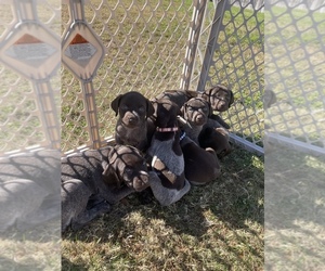 German Shorthaired Pointer Puppy for Sale in ELIZABETH CITY, North Carolina USA
