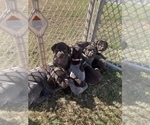 Small Photo #1 German Shorthaired Pointer Puppy For Sale in ELIZABETH CITY, NC, USA