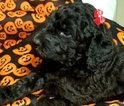 Small Photo #3 Poodle (Standard) Puppy For Sale in ZEPHYRHILLS, FL, USA