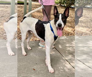 Medium Collie Mix