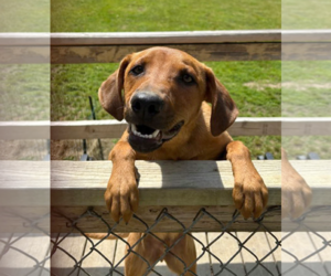 Professor Red - Male Labrador Retriever-Unknown Mix Dog for Adoption - Photo #5