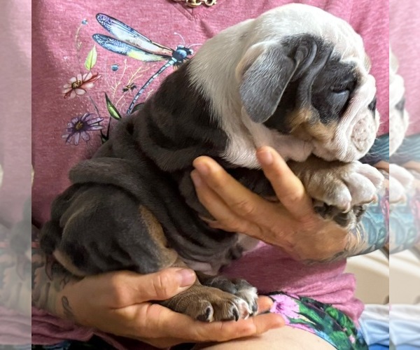 Medium Photo #1 Bulldog Puppy For Sale in LEHIGH ACRES, FL, USA