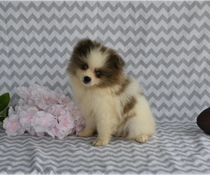 Pomeranian Puppy for sale in BALTIC, OH, USA