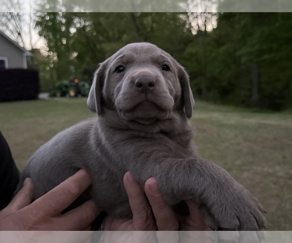 Medium Photo #1 Labrador Retriever Puppy For Sale in CLINTON, SC, USA