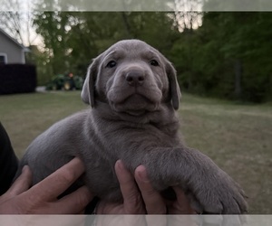 Labrador Retriever Litter for sale in CLINTON, SC, USA