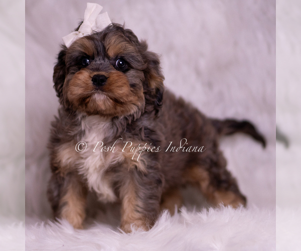 Medium Photo #6 Cavapoo (Miniature) Puppy For Sale in WARSAW, IN, USA