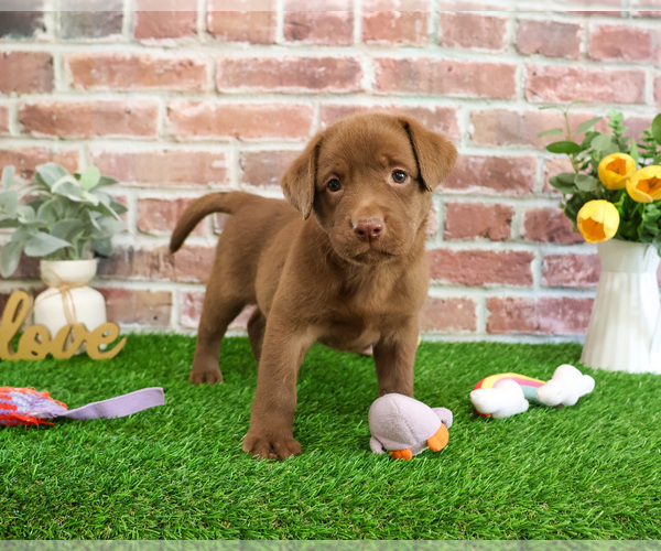 Medium Photo #4 Labrador Retriever Puppy For Sale in SYRACUSE, IN, USA
