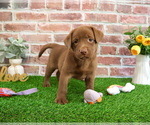 Small #3 Labrador Retriever