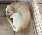 Small Photo #14 Labrador Retriever-Unknown Mix Puppy For Sale in Houston, TX, USA