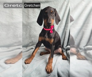 Doberman Pinscher Puppy for Sale in POMEROY, Ohio USA