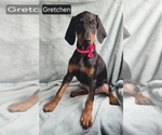 Small Doberman Pinscher