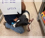 Small Photo #2 Border Collie Puppy For Sale in Great Bend, KS, USA