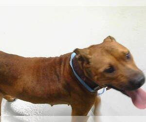 American Pit Bull Terrier-Unknown Mix Dogs for adoption in St. Cloud, FL, USA
