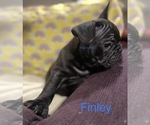 Small Photo #12 Faux Frenchbo Bulldog-French Bulldog Mix Puppy For Sale in HOODSPORT, WA, USA