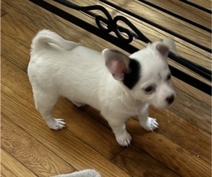 Chihuahua Puppy for sale in NEWPORT NEWS, VA, USA
