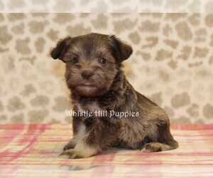 Schnauzer (Miniature) Puppy for sale in DENVER, PA, USA