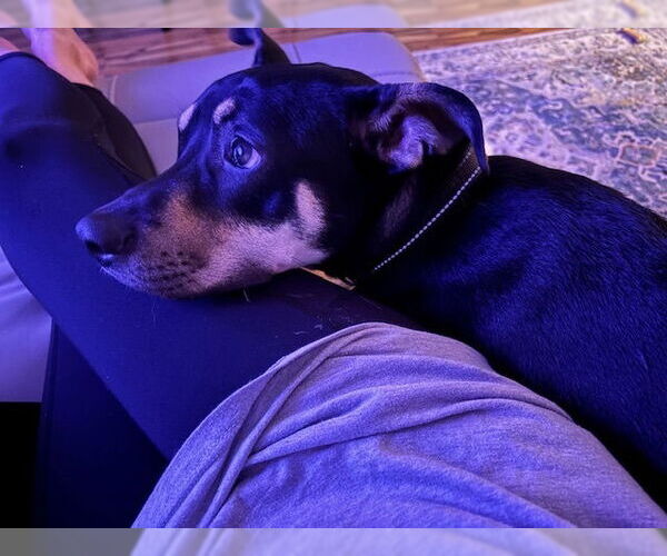 Medium Photo #7 Chihuahua-Unknown Mix Puppy For Sale in oakland, FL, USA