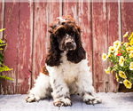 Small #2 Cocker Spaniel