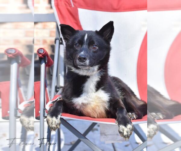 Medium Photo #2 Border Collie-Unknown Mix Puppy For Sale in Brewster, NY, USA