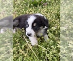 Small Photo #18 Australian Shepherd Puppy For Sale in EXETER, MO, USA
