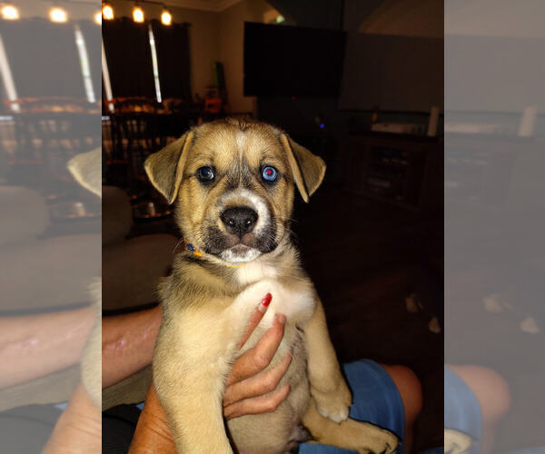 Medium Photo #3 American Pit Bull Terrier-Siberian Husky Mix Puppy For Sale in N FOND DU LAC, WI, USA