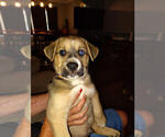Puppy 2 American Pit Bull Terrier-Siberian Husky Mix