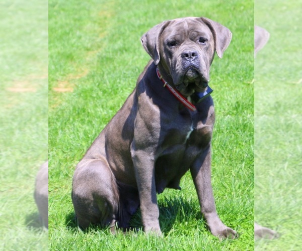 Medium Photo #1 Cane Corso Puppy For Sale in CLARKRANGE, TN, USA