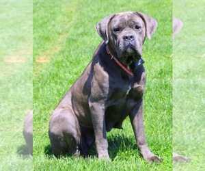 Mother of the Cane Corso puppies born on 05/26/2026