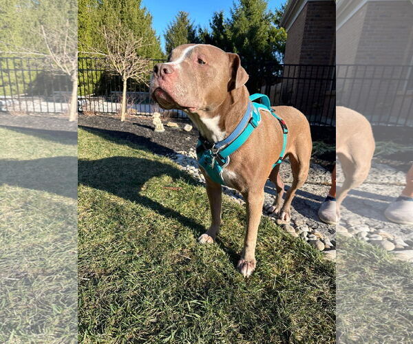 Medium Photo #15 American Pit Bull Terrier-Unknown Mix Puppy For Sale in Germantown, OH, USA
