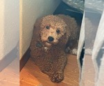 Small #1 Poodle (Miniature)