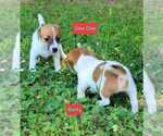 Puppy Dee Dee Jack Russell Terrier