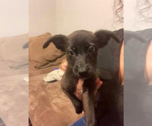 Siberian Husky-Unknown Mix Dogs for adoption in Germantown, OH, USA