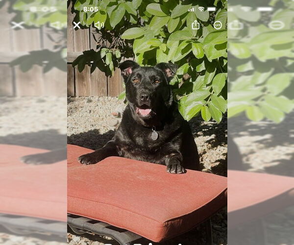 Medium Photo #1 Labrador Retriever Puppy For Sale in Marina Del Rey, CA, USA