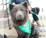 Small #2 Chow Chow Mix