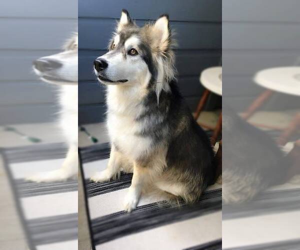 Medium Photo #4 Siberian Husky Puppy For Sale in Carrollton, TX, USA
