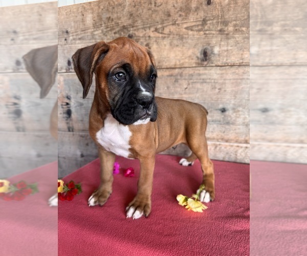Medium Photo #8 Boxer Puppy For Sale in VERMONTVILLE, MI, USA