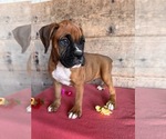 Small #7 Boxer
