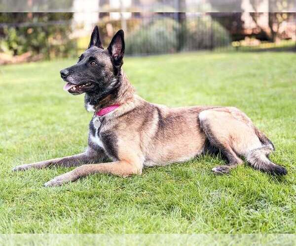 Medium Photo #5 Mutt Puppy For Sale in Imlay City, MI, USA