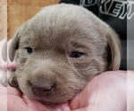 Small Photo #25 Labrador Retriever Puppy For Sale in OLYMPIA, WA, USA