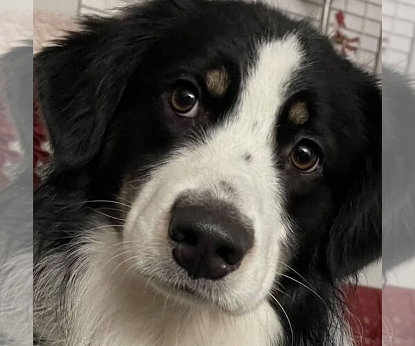 Medium Photo #1 Australian Shepherd Puppy For Sale in Doylestown, PA, USA