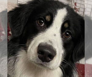 Australian Shepherd Dogs for adoption in Doylestown, PA, USA