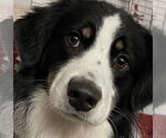 Small Australian Shepherd
