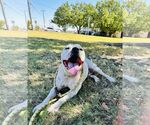 Small #8 American Pit Bull Terrier Mix