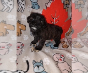 Poodle (Toy)-Yorkshire Terrier Mix Litter for sale in LAPEER, MI, USA