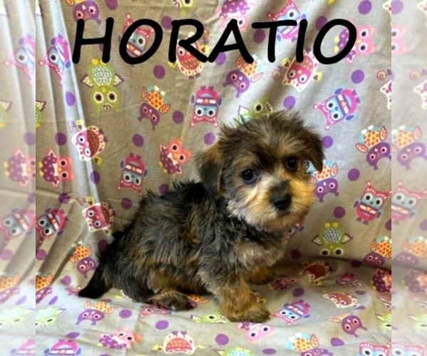 Medium Photo #3 Snorkie Puppy For Sale in HARTLAND, MN, USA
